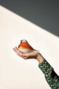 GLASS BIRD ATLAS (AMBER)